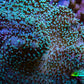 Leather Coral- Green Long Polyp Toadstool Leather 11cm WYSIWYG Leather Coral- Green Long Polyp Toadstool Leather 11cm WYSIWYG Soft Coral Leather Coral- Green Long Polyp Toadstool Leather 11cm WYSIWYG Zeo Box Reef