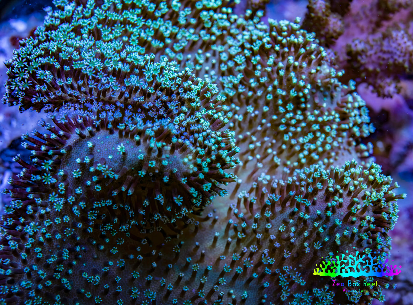 Leather Coral- Green Long Polyp Toadstool Leather 11cm WYSIWYG Leather Coral- Green Long Polyp Toadstool Leather 11cm WYSIWYG Soft Coral Leather Coral- Green Long Polyp Toadstool Leather 11cm WYSIWYG Zeo Box Reef