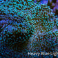 Leather Coral- Green Long Polyp Toadstool Leather 11cm WYSIWYG Leather Coral- Green Long Polyp Toadstool Leather 11cm WYSIWYG Soft Coral Leather Coral- Green Long Polyp Toadstool Leather 11cm WYSIWYG Zeo Box Reef