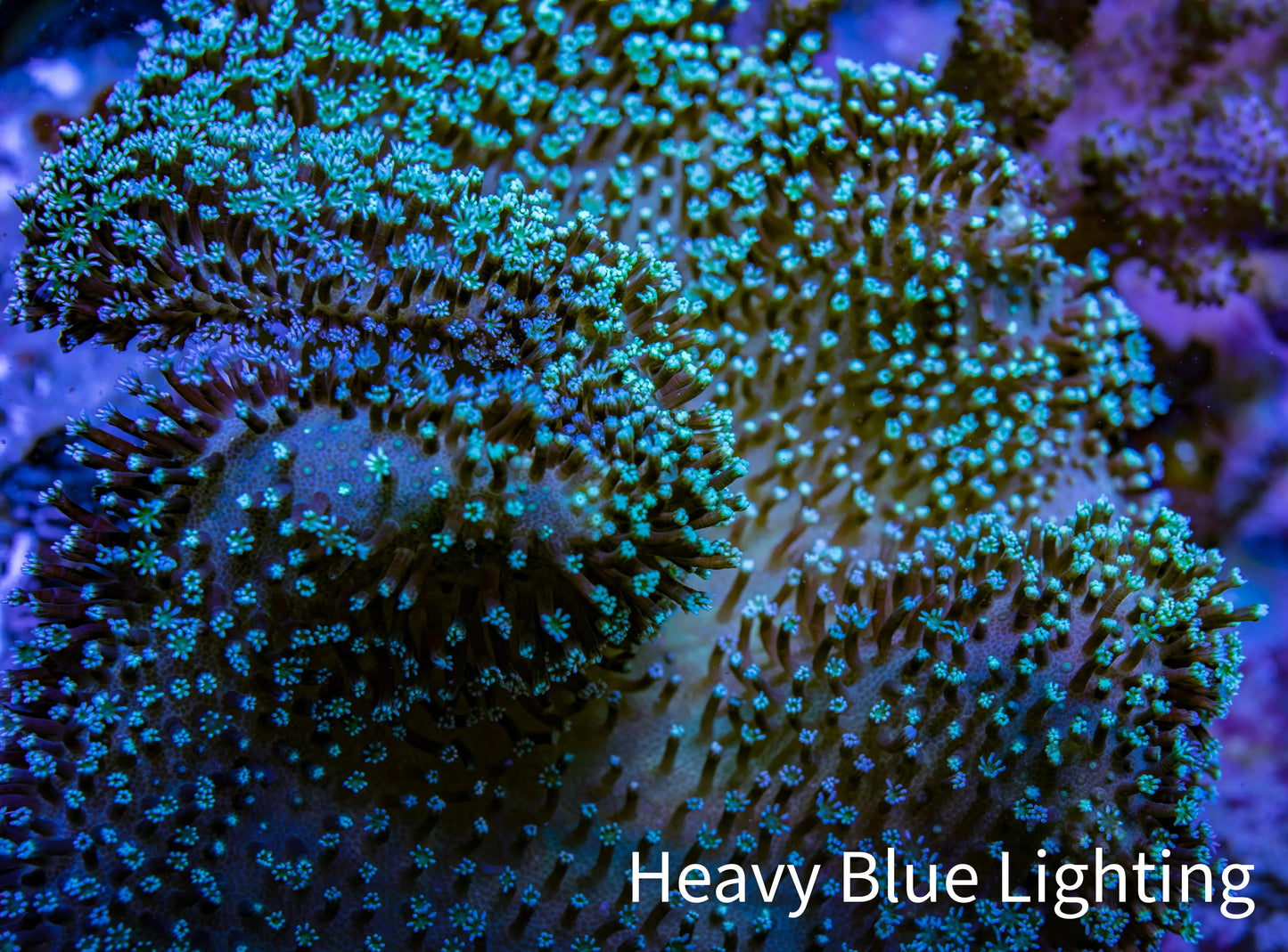 Leather Coral- Green Long Polyp Toadstool Leather 11cm WYSIWYG Leather Coral- Green Long Polyp Toadstool Leather 11cm WYSIWYG Soft Coral Leather Coral- Green Long Polyp Toadstool Leather 11cm WYSIWYG Zeo Box Reef