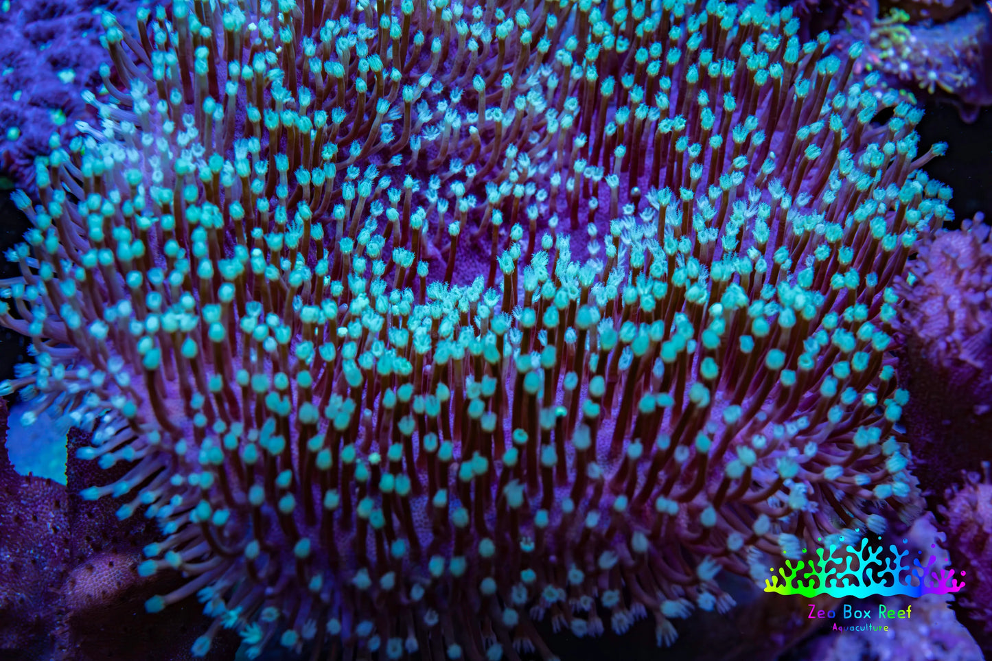 Leather Coral- Green Long Polyp Toadstool Leather 9cm WYSIWYG  MB2 Leather Coral- Green Long Polyp Toadstool Leather 9cm WYSIWYG  MB2 Soft Coral Leather Coral- Green Long Polyp Toadstool Leather 9cm WYSIWYG  MB2 Zeo Box Reef