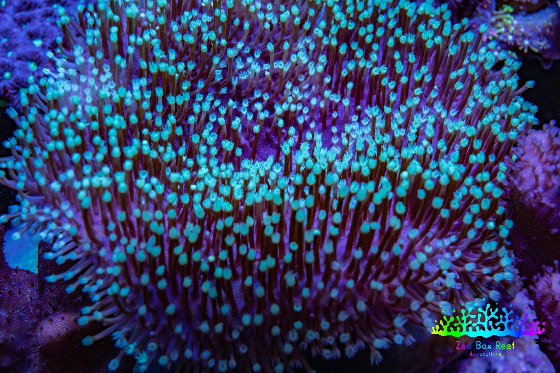 Leather Coral- Green Long Polyp Toadstool Leather 9cm WYSIWYG  MB2 Leather Coral- Green Long Polyp Toadstool Leather 9cm WYSIWYG  MB2 Soft Coral Leather Coral- Green Long Polyp Toadstool Leather 9cm WYSIWYG  MB2 Zeo Box Reef
