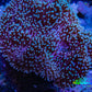 Leather Coral- Green Long Polyp Toadstool Leather 9cm WYSIWYG  MB2 Leather Coral- Green Long Polyp Toadstool Leather 9cm WYSIWYG  MB2 Soft Coral Leather Coral- Green Long Polyp Toadstool Leather 9cm WYSIWYG  MB2 Zeo Box Reef