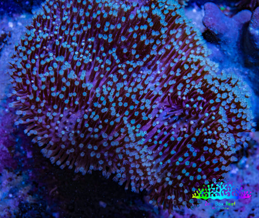 Leather Coral- Green Long Polyp Toadstool Leather 9cm WYSIWYG  MB2 Leather Coral- Green Long Polyp Toadstool Leather 9cm WYSIWYG  MB2 Soft Coral Leather Coral- Green Long Polyp Toadstool Leather 9cm WYSIWYG  MB2 Zeo Box Reef