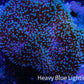 Leather Coral- Green Long Polyp Toadstool Leather 9cm WYSIWYG  MB2 Leather Coral- Green Long Polyp Toadstool Leather 9cm WYSIWYG  MB2 Soft Coral Leather Coral- Green Long Polyp Toadstool Leather 9cm WYSIWYG  MB2 Zeo Box Reef