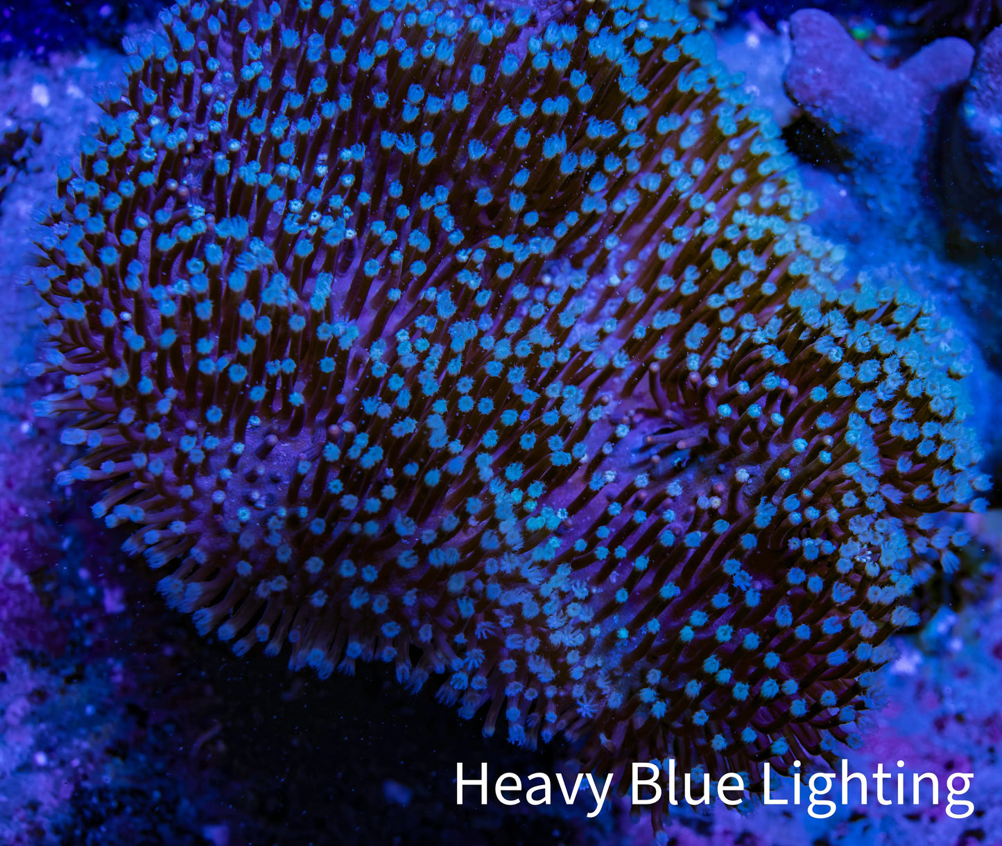 Leather Coral- Green Long Polyp Toadstool Leather 9cm WYSIWYG  MB2 Leather Coral- Green Long Polyp Toadstool Leather 9cm WYSIWYG  MB2 Soft Coral Leather Coral- Green Long Polyp Toadstool Leather 9cm WYSIWYG  MB2 Zeo Box Reef