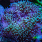 Leather Coral- Green Long Polyp Toadstool Leather 9cm WYSIWYG Leather Coral- Green Long Polyp Toadstool Leather 9cm WYSIWYG Soft Coral Leather Coral- Green Long Polyp Toadstool Leather 9cm WYSIWYG Zeo Box Reef