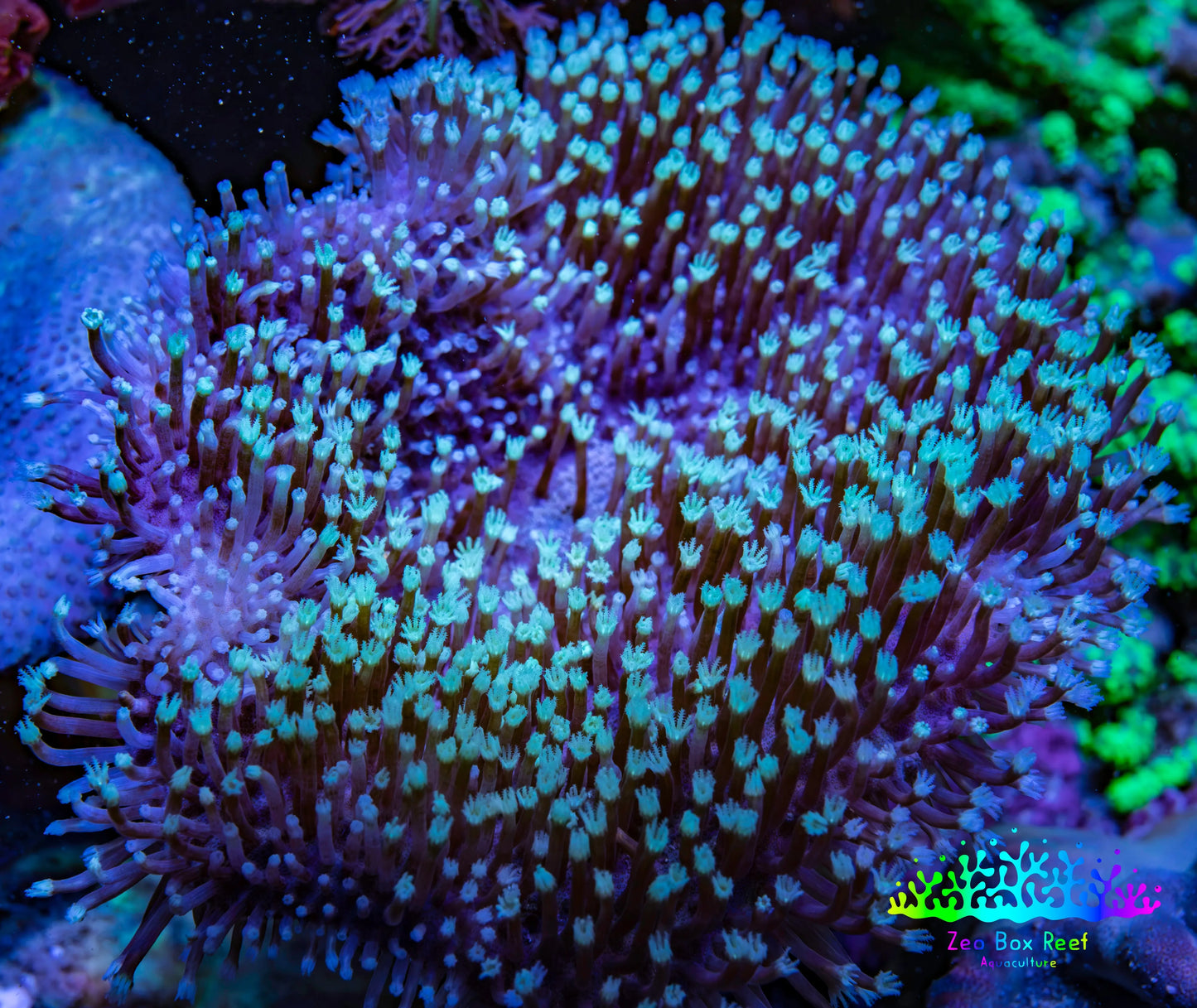 Leather Coral- Green Long Polyp Toadstool Leather 9cm WYSIWYG Leather Coral- Green Long Polyp Toadstool Leather 9cm WYSIWYG Soft Coral Leather Coral- Green Long Polyp Toadstool Leather 9cm WYSIWYG Zeo Box Reef
