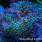 Leather Coral- Green Long Polyp Toadstool Leather 9cm WYSIWYG Leather Coral- Green Long Polyp Toadstool Leather 9cm WYSIWYG Soft Coral Leather Coral- Green Long Polyp Toadstool Leather 9cm WYSIWYG Zeo Box Reef
