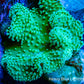 Leather Coral-  Green Polyp Toadstool  10cm WYSIWYG Leather Coral-  Green Polyp Toadstool  10cm WYSIWYG Soft Coral Leather Coral-  Green Polyp Toadstool  10cm WYSIWYG Zeo Box Reef