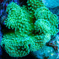 Leather Coral-  Green Polyp Toadstool  10cm WYSIWYG Leather Coral-  Green Polyp Toadstool  10cm WYSIWYG Soft Coral Leather Coral-  Green Polyp Toadstool  10cm WYSIWYG Zeo Box Reef