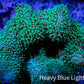 Leather Coral- Green Polyp Toadstool  8cm WYSIWYG Leather Coral- Green Polyp Toadstool  8cm WYSIWYG Soft Coral Leather Coral- Green Polyp Toadstool  8cm WYSIWYG Zeo Box Reef