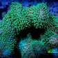 Leather Coral- Green Polyp Toadstool  8cm WYSIWYG Leather Coral- Green Polyp Toadstool  8cm WYSIWYG Soft Coral Leather Coral- Green Polyp Toadstool  8cm WYSIWYG Zeo Box Reef
