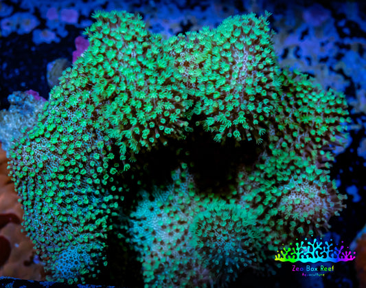 Leather Coral- Green Polyp Toadstool  8cm WYSIWYG Leather Coral- Green Polyp Toadstool  8cm WYSIWYG Soft Coral Leather Coral- Green Polyp Toadstool  8cm WYSIWYG Zeo Box Reef