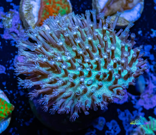 Leather Coral-  Long Polyp Green and Purple Toadstool  Aqua-cultured frag Leather Coral-  Long Polyp Green and Purple Toadstool  Aqua-cultured frag Soft Coral Leather Coral-  Long Polyp Green and Purple Toadstool  Aqua-cultured frag Zeo Box Reef