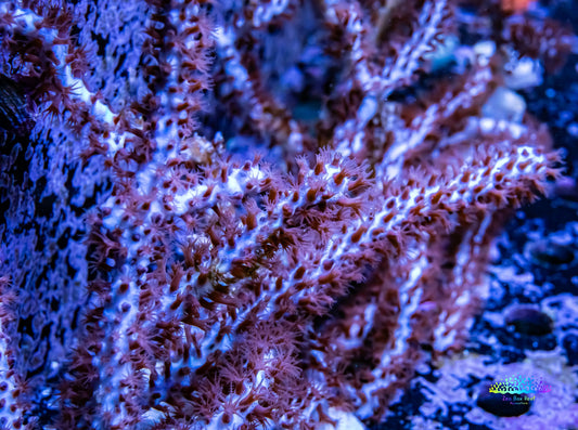 Leather Coral-  Long Polyp Green and Purple Toadstool  Aqua-cultured frag Leather Coral-  Long Polyp Green and Purple Toadstool  Aqua-cultured frag Soft Coral Leather Coral-  Long Polyp Green and Purple Toadstool  Aqua-cultured frag Zeo Box Reef