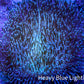Leather Coral-  Long Polyp Toadstool  10cm WYSIWYG Leather Coral-  Long Polyp Toadstool  10cm WYSIWYG Soft Coral Leather Coral-  Long Polyp Toadstool  10cm WYSIWYG Zeo Box Reef