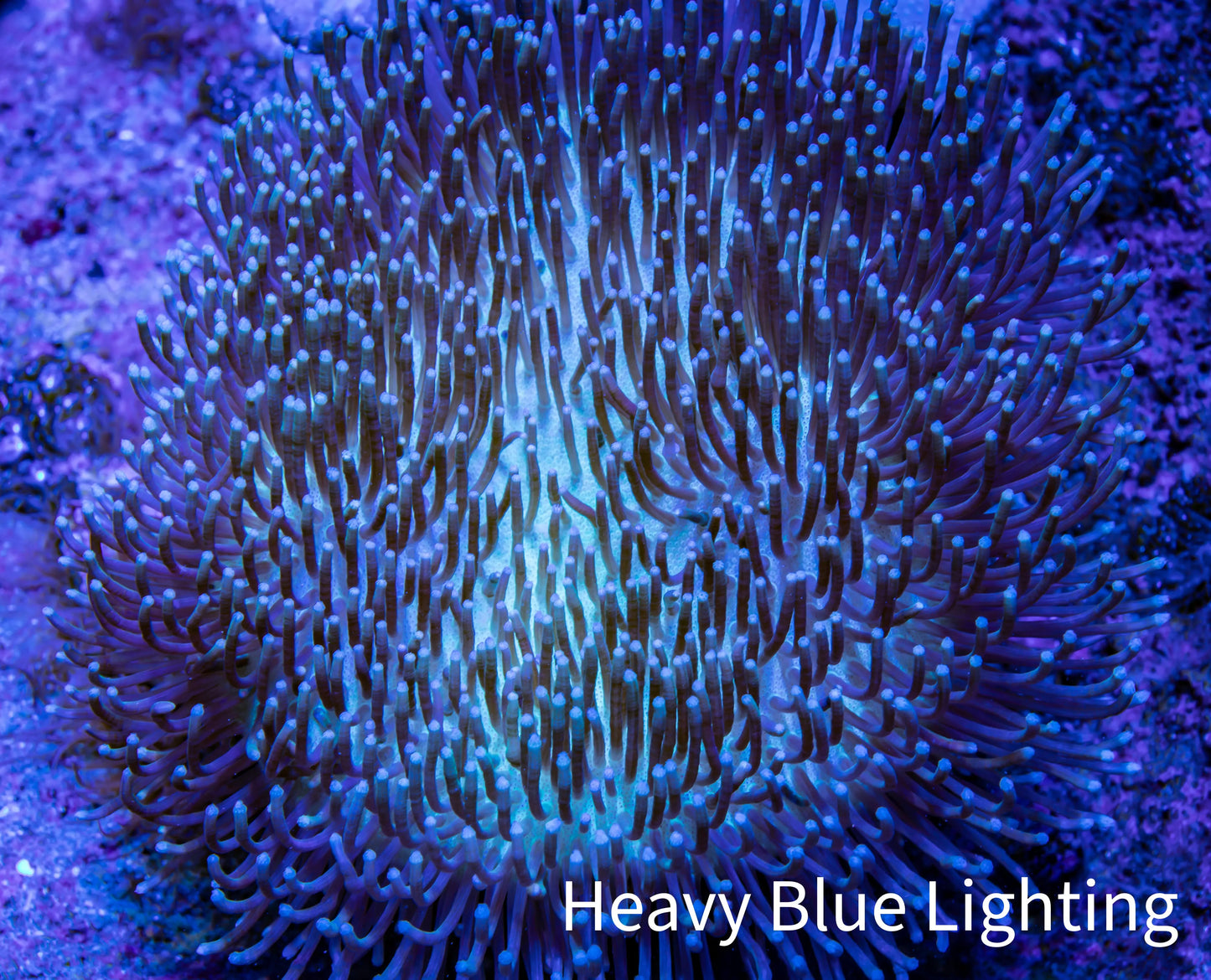 Leather Coral-  Long Polyp Toadstool  10cm WYSIWYG Leather Coral-  Long Polyp Toadstool  10cm WYSIWYG Soft Coral Leather Coral-  Long Polyp Toadstool  10cm WYSIWYG Zeo Box Reef