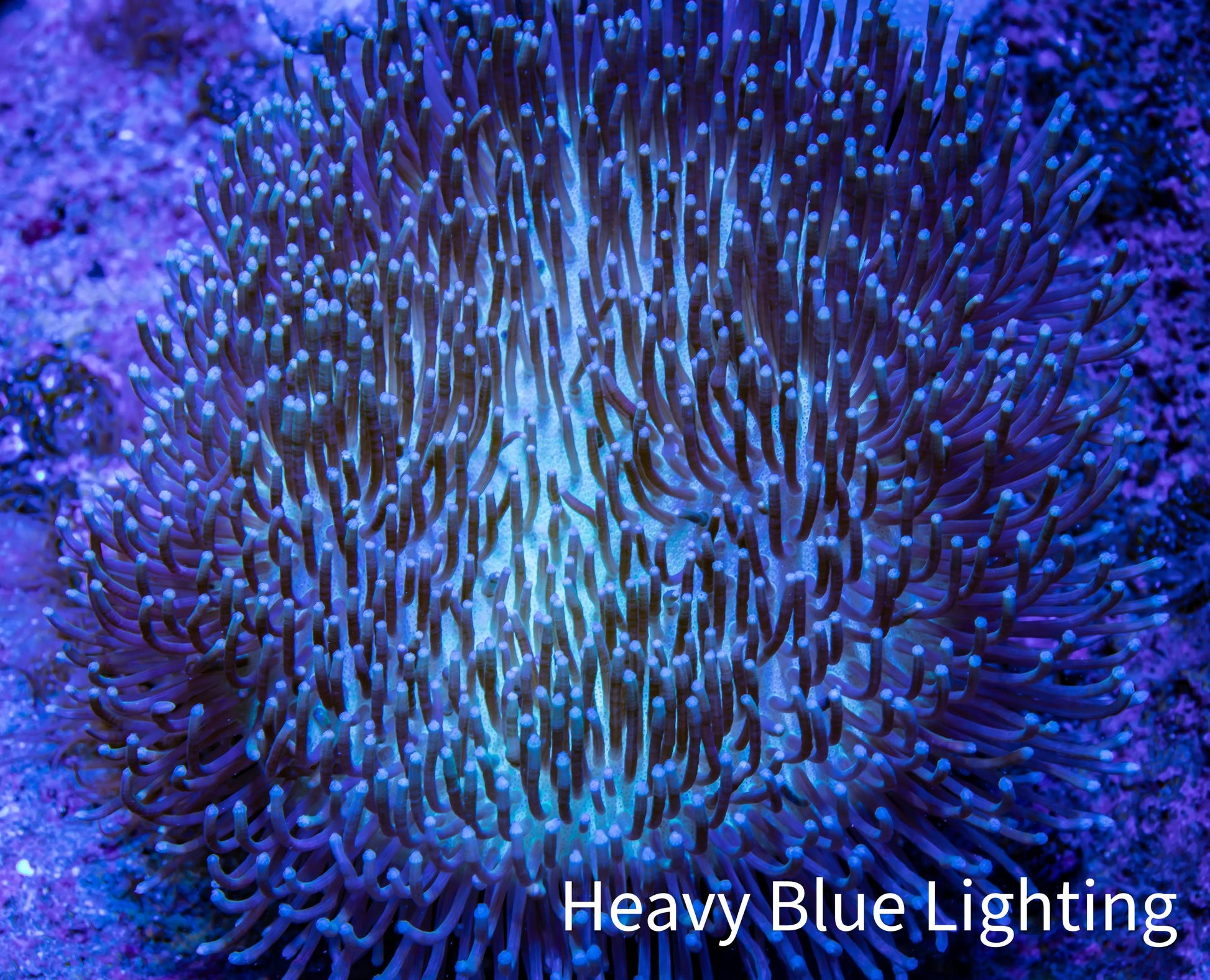 Leather Coral-  Long Polyp Toadstool  10cm WYSIWYG Leather Coral-  Long Polyp Toadstool  10cm WYSIWYG Soft Coral Leather Coral-  Long Polyp Toadstool  10cm WYSIWYG Zeo Box Reef