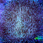 Leather Coral-  Long Polyp Toadstool  10cm WYSIWYG Leather Coral-  Long Polyp Toadstool  10cm WYSIWYG Soft Coral Leather Coral-  Long Polyp Toadstool  10cm WYSIWYG Zeo Box Reef