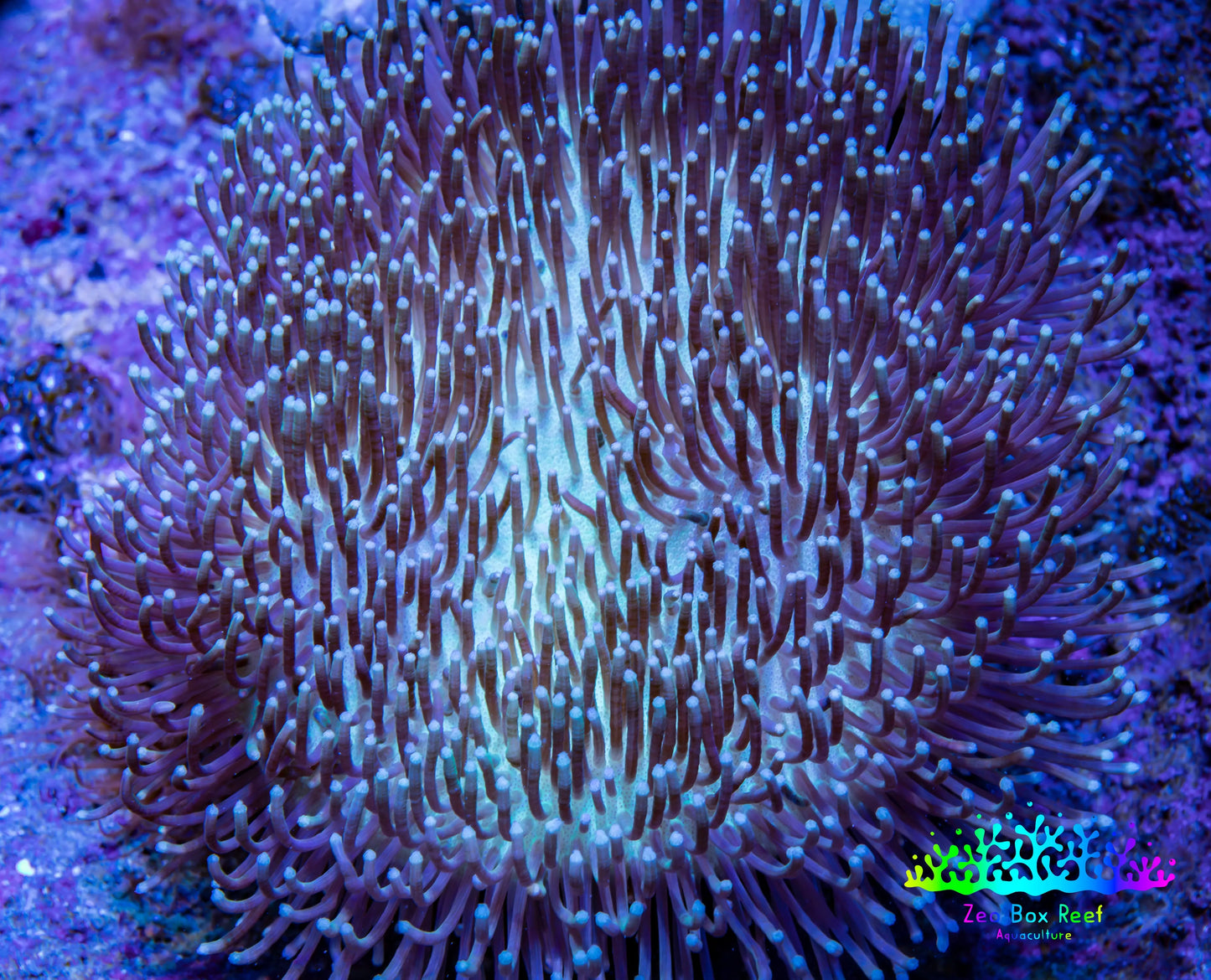 Leather Coral-  Long Polyp Toadstool  10cm WYSIWYG Leather Coral-  Long Polyp Toadstool  10cm WYSIWYG Soft Coral Leather Coral-  Long Polyp Toadstool  10cm WYSIWYG Zeo Box Reef