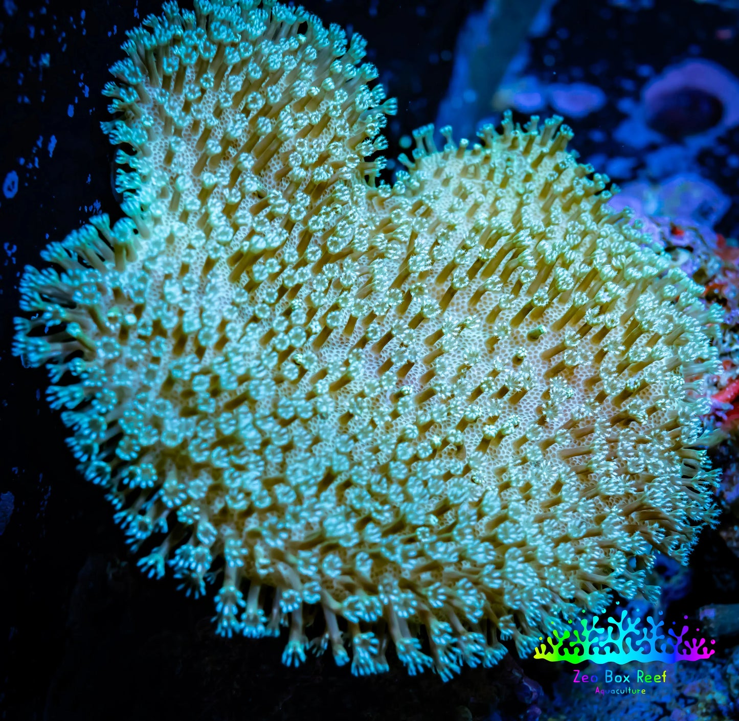 Leather Coral- Long Polyp Toadstool  6cm WYSIWYG Bay2 Leather Coral- Long Polyp Toadstool  6cm WYSIWYG Bay2 Soft Coral Leather Coral- Long Polyp Toadstool  6cm WYSIWYG Bay2 Zeo Box Reef