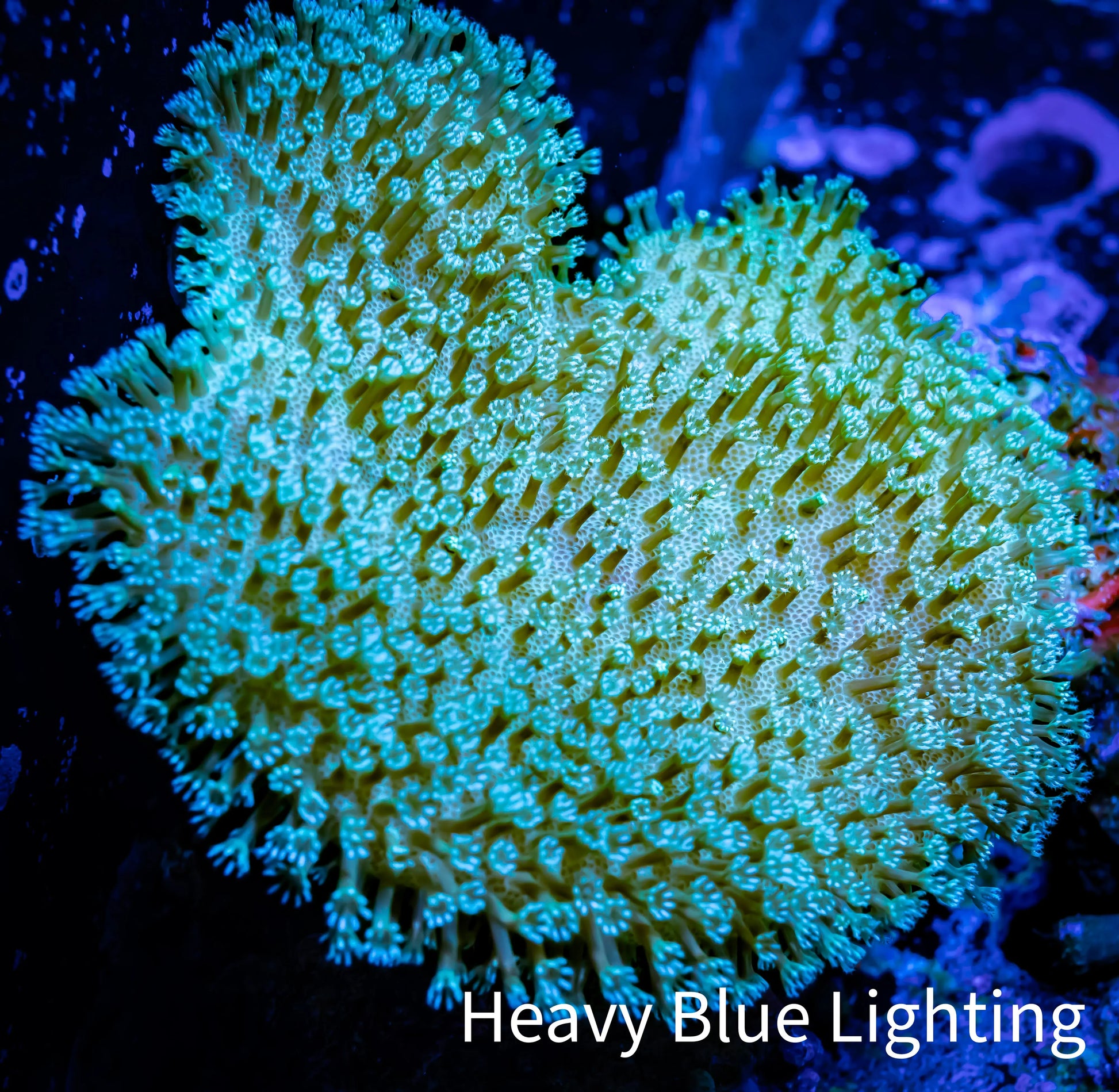 Leather Coral- Long Polyp Toadstool  6cm WYSIWYG Bay2 Leather Coral- Long Polyp Toadstool  6cm WYSIWYG Bay2 Soft Coral Leather Coral- Long Polyp Toadstool  6cm WYSIWYG Bay2 Zeo Box Reef