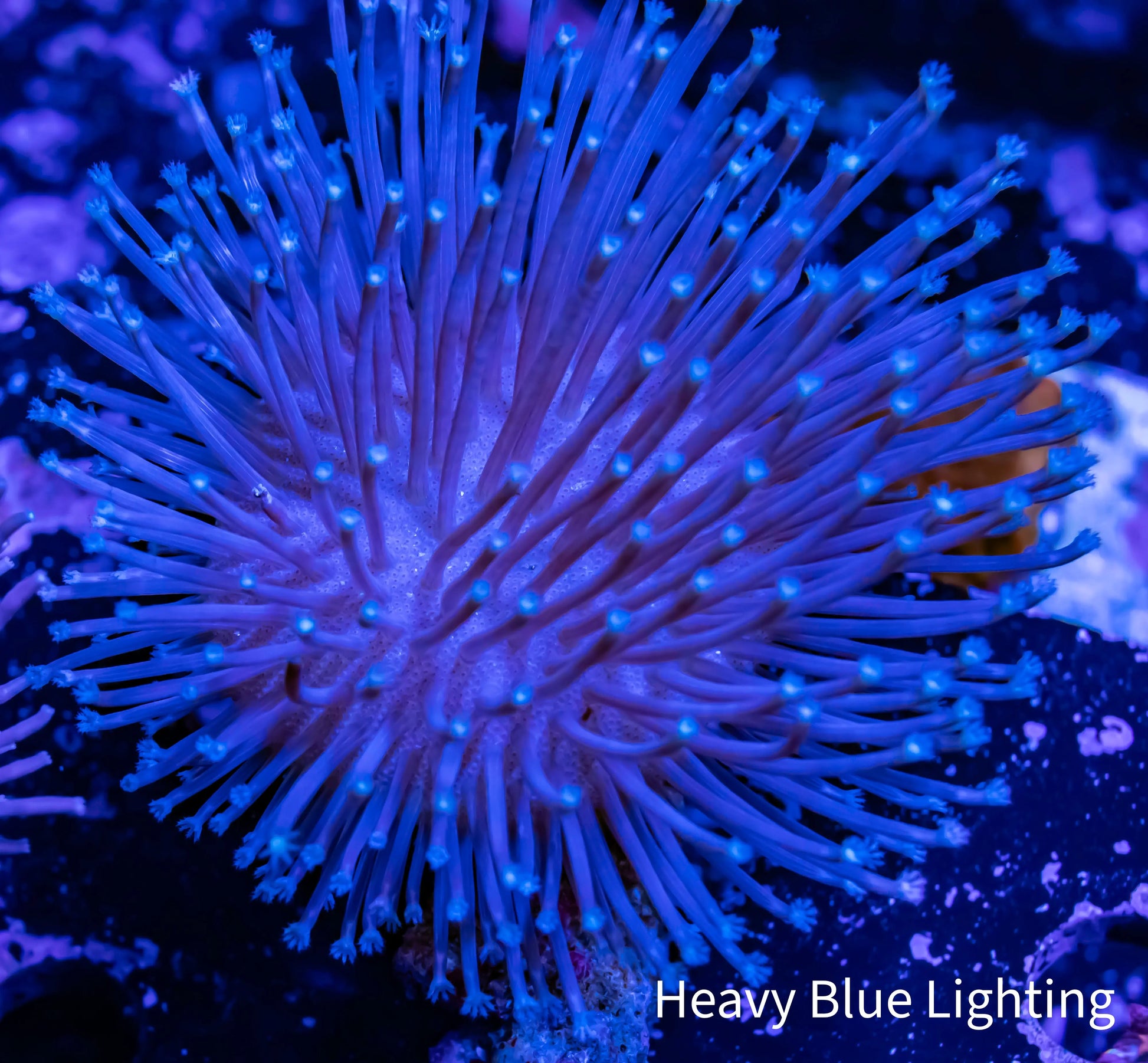 Leather Coral-  Long Polyp Toadstool  6cm Leather Coral-  Long Polyp Toadstool  6cm Soft Coral Leather Coral-  Long Polyp Toadstool  6cm Zeo Box Reef