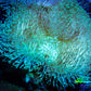 Leather Coral- Long Polyp Toadstool  7cm WYSIWYG Leather Coral- Long Polyp Toadstool  7cm WYSIWYG Soft Coral Leather Coral- Long Polyp Toadstool  7cm WYSIWYG Zeo Box Reef