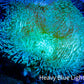 Leather Coral- Long Polyp Toadstool  7cm WYSIWYG Leather Coral- Long Polyp Toadstool  7cm WYSIWYG Soft Coral Leather Coral- Long Polyp Toadstool  7cm WYSIWYG Zeo Box Reef