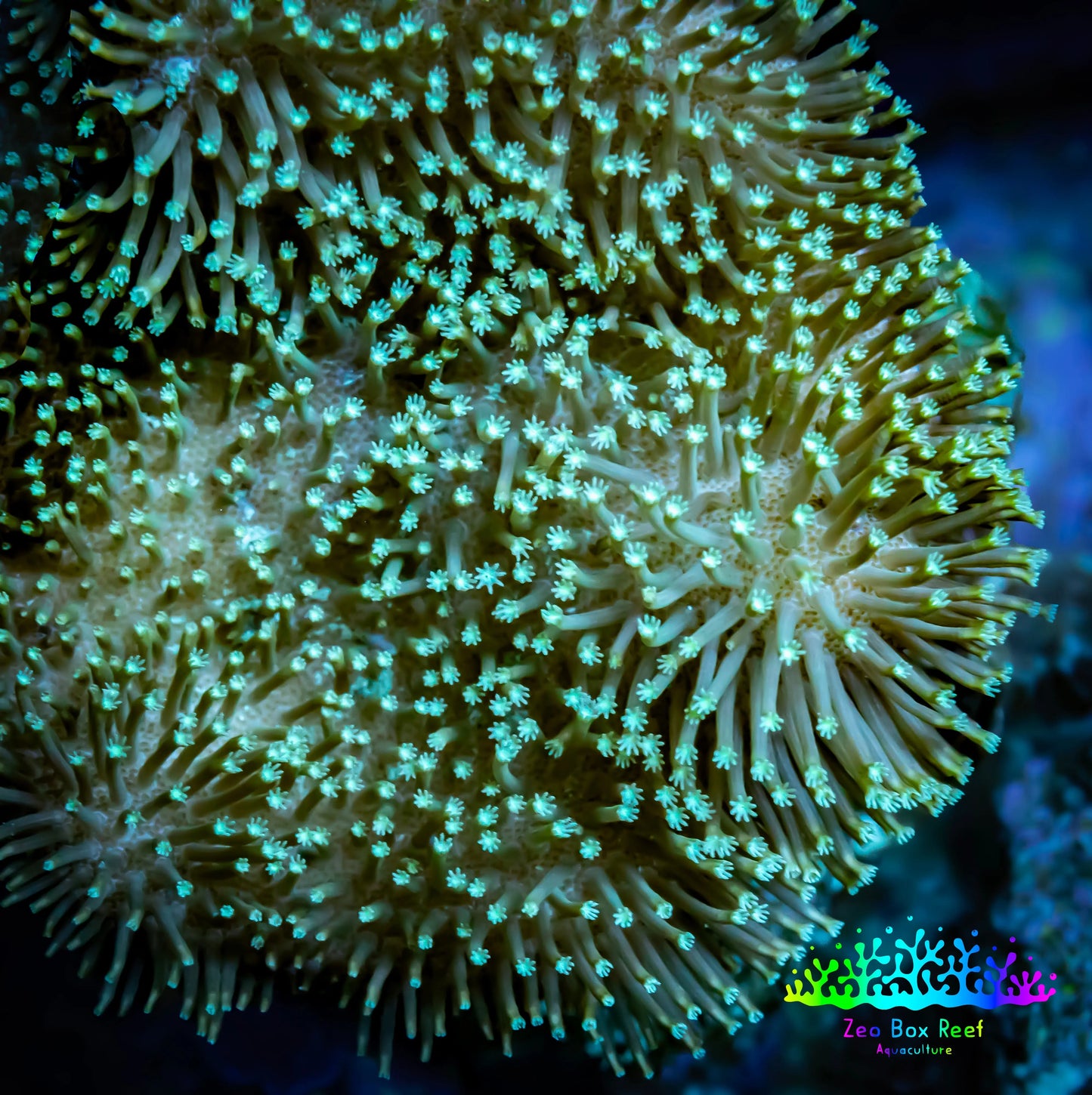 Leather Coral-  Long Polyp Toadstool  8cm WYSIWYG BW1 Leather Coral-  Long Polyp Toadstool  8cm WYSIWYG BW1 Soft Coral Leather Coral-  Long Polyp Toadstool  8cm WYSIWYG BW1 Zeo Box Reef