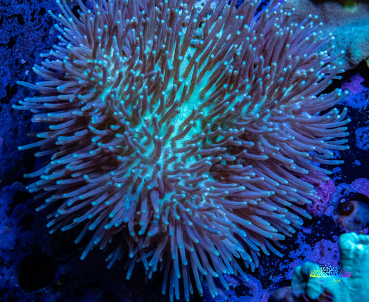 Leather Coral-  Long Polyp Toadstool  8cm WYSIWYG Leather Coral-  Long Polyp Toadstool  8cm WYSIWYG Soft Coral Leather Coral-  Long Polyp Toadstool  8cm WYSIWYG Zeo Box Reef