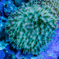 Leather Coral-  Long Polyp Toadstool  8cm WYSIWYG Leather Coral-  Long Polyp Toadstool  8cm WYSIWYG Soft Coral Leather Coral-  Long Polyp Toadstool  8cm WYSIWYG Zeo Box Reef