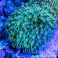 Leather Coral-  Long Polyp Toadstool  8cm WYSIWYG Leather Coral-  Long Polyp Toadstool  8cm WYSIWYG Soft Coral Leather Coral-  Long Polyp Toadstool  8cm WYSIWYG Zeo Box Reef