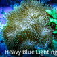 Leather Coral-  Long Polyp Toadstool  8cm WYSIWYG Leather Coral-  Long Polyp Toadstool  8cm WYSIWYG Soft Coral Leather Coral-  Long Polyp Toadstool  8cm WYSIWYG Zeo Box Reef