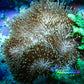 Leather Coral-  Long Polyp Toadstool  8cm WYSIWYG Leather Coral-  Long Polyp Toadstool  8cm WYSIWYG Soft Coral Leather Coral-  Long Polyp Toadstool  8cm WYSIWYG Zeo Box Reef