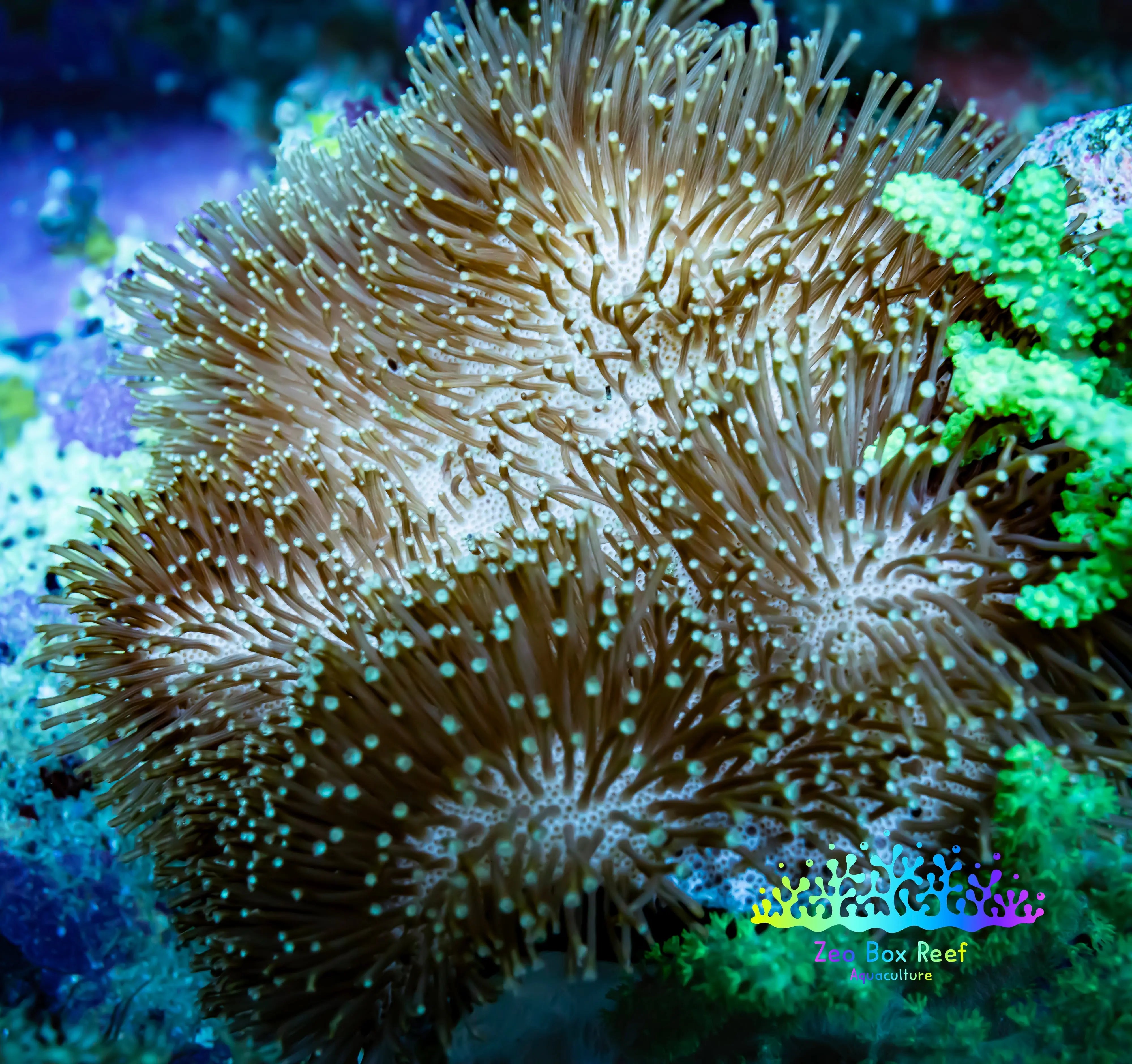 Toadstool Reef Buy Long Polyp Toadstool leather Coral Zeo Box Reef Australia – Zeo Box ...