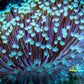 Leather Coral-  Long Polyp Toadstool  8cm WYSIWYG Leather Coral-  Long Polyp Toadstool  8cm WYSIWYG Soft Coral Leather Coral-  Long Polyp Toadstool  8cm WYSIWYG Zeo Box Reef