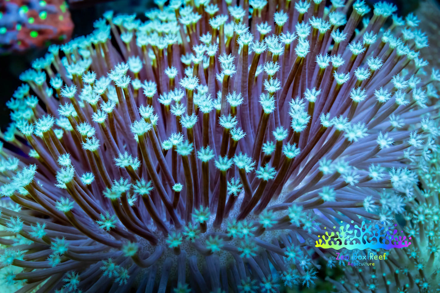 Leather Coral-  Long Polyp Toadstool  8cm WYSIWYG Leather Coral-  Long Polyp Toadstool  8cm WYSIWYG Soft Coral Leather Coral-  Long Polyp Toadstool  8cm WYSIWYG Zeo Box Reef