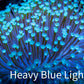 Leather Coral-  Long Polyp Toadstool  8cm WYSIWYG Leather Coral-  Long Polyp Toadstool  8cm WYSIWYG Soft Coral Leather Coral-  Long Polyp Toadstool  8cm WYSIWYG Zeo Box Reef