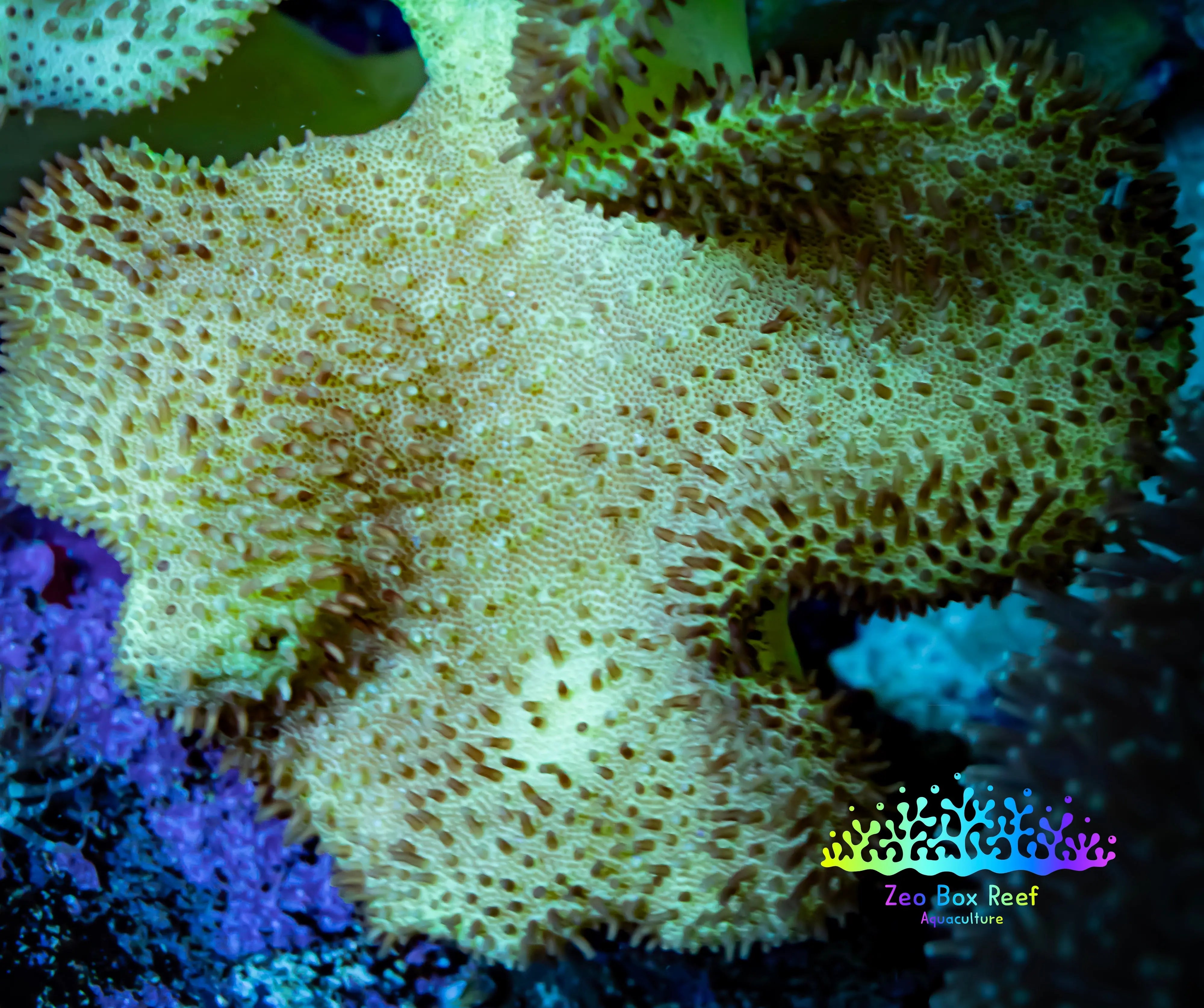 Toadstool Reef Buy Long Polyp Toadstool leather Coral Zeo Box Reef Australia – Zeo Box ...