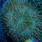 Leather Coral-  Long Polyp Toadstool  8cm WYSIWYG Leather Coral-  Long Polyp Toadstool  8cm WYSIWYG Soft Coral Leather Coral-  Long Polyp Toadstool  8cm WYSIWYG Zeo Box Reef