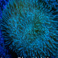 Leather Coral-  Long Polyp Toadstool  8cm WYSIWYG Leather Coral-  Long Polyp Toadstool  8cm WYSIWYG Soft Coral Leather Coral-  Long Polyp Toadstool  8cm WYSIWYG Zeo Box Reef