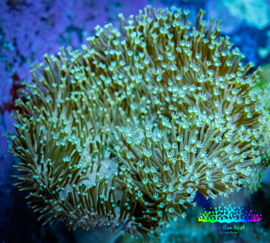 Leather Coral- Long Polyp Toadstool  8cm WYSIWYG Leather Coral- Long Polyp Toadstool  8cm WYSIWYG Soft Coral Leather Coral- Long Polyp Toadstool  8cm WYSIWYG Zeo Box Reef