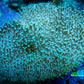 Leather Coral- Long Polyp Toadstool  8cm WYSIWYG Leather Coral- Long Polyp Toadstool  8cm WYSIWYG Soft Coral Leather Coral- Long Polyp Toadstool  8cm WYSIWYG Zeo Box Reef
