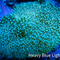 Leather Coral- Long Polyp Toadstool  8cm WYSIWYG Leather Coral- Long Polyp Toadstool  8cm WYSIWYG Soft Coral Leather Coral- Long Polyp Toadstool  8cm WYSIWYG Zeo Box Reef