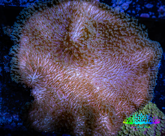 Leather Coral- Long Polyp Toadstool  8cm WYSIWYG Leather Coral- Long Polyp Toadstool  8cm WYSIWYG Soft Coral Leather Coral- Long Polyp Toadstool  8cm WYSIWYG Zeo Box Reef