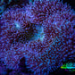 Leather Coral- Long Polyp Toadstool Leather 10cm WYSIWYG A1 Leather Coral- Long Polyp Toadstool Leather 10cm WYSIWYG A1 Soft Coral Leather Coral- Long Polyp Toadstool Leather 10cm WYSIWYG A1 Zeo Box Reef