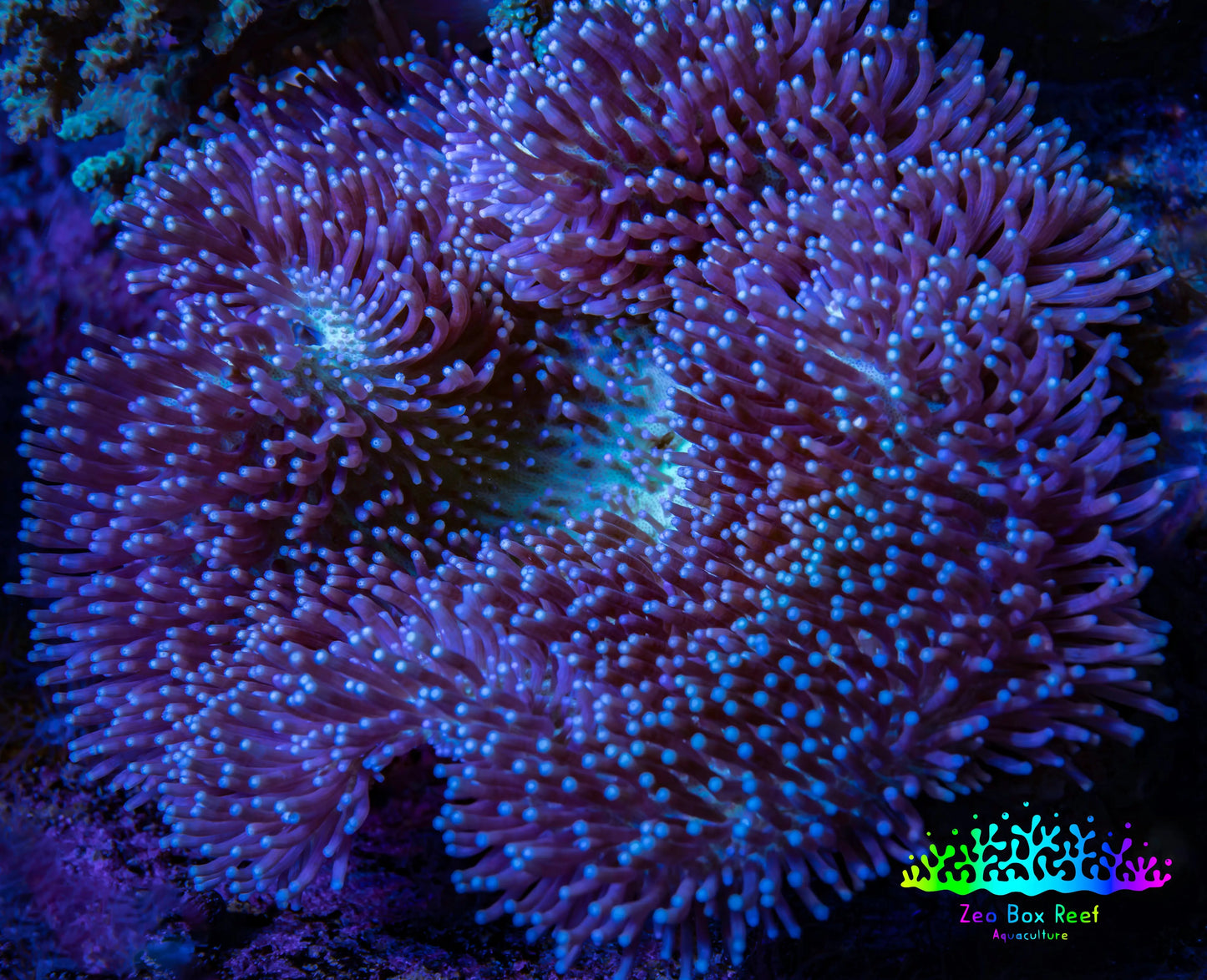 Leather Coral- Long Polyp Toadstool Leather 10cm WYSIWYG A1 Leather Coral- Long Polyp Toadstool Leather 10cm WYSIWYG A1 Soft Coral Leather Coral- Long Polyp Toadstool Leather 10cm WYSIWYG A1 Zeo Box Reef