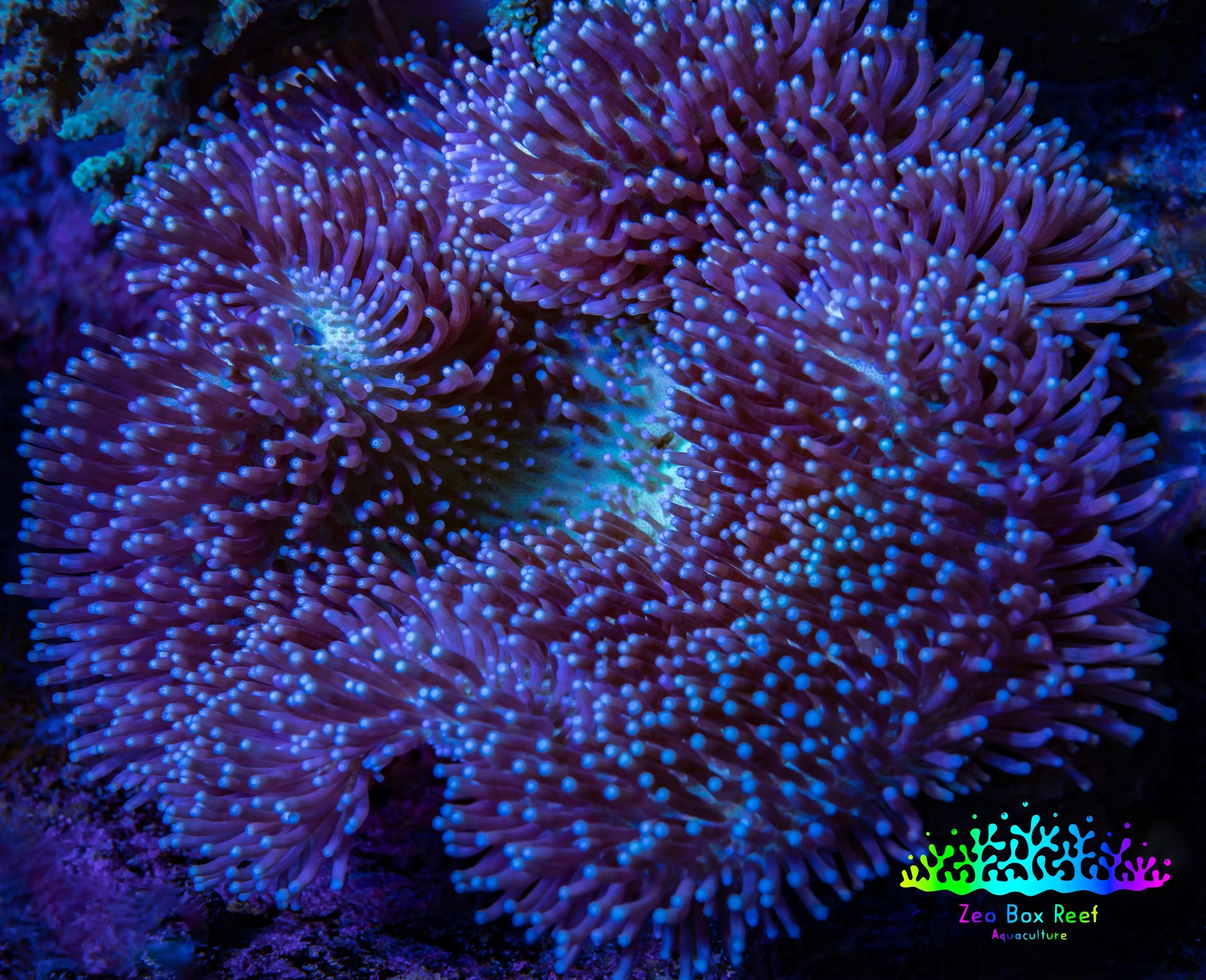 Leather Coral- Long Polyp Toadstool Leather 10cm WYSIWYG A1 Leather Coral- Long Polyp Toadstool Leather 10cm WYSIWYG A1 Soft Coral Leather Coral- Long Polyp Toadstool Leather 10cm WYSIWYG A1 Zeo Box Reef
